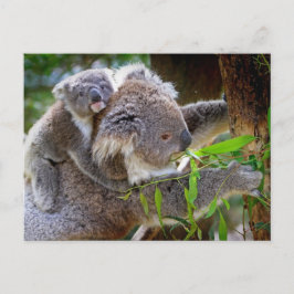 Niedlicher Koala Bär Destination Nature Aussi Outb Postkarte
