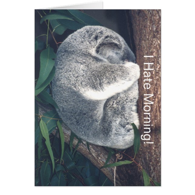 NIEDLICHER KOALA-Bär IN BAUM/"ICH HASSE MORGEN!" (Vorne)