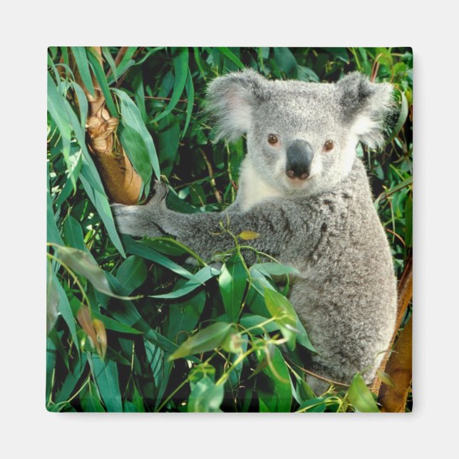 Niedlicher Koala-Bär Magnet (Vorne)