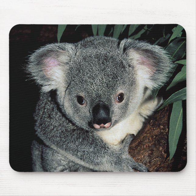 Niedlicher Koala-Bär Mousepad (Vorne)