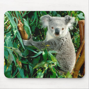 Niedlicher Koala-Bär Mousepad