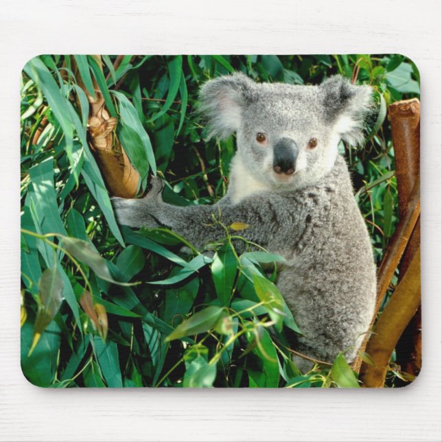 Niedlicher Koala-Bär Mousepad (Vorne)