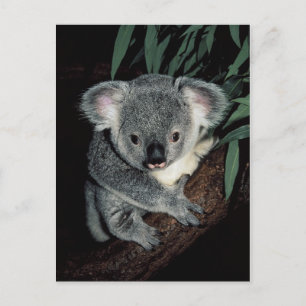 Niedlicher Koala-Bär Postkarte