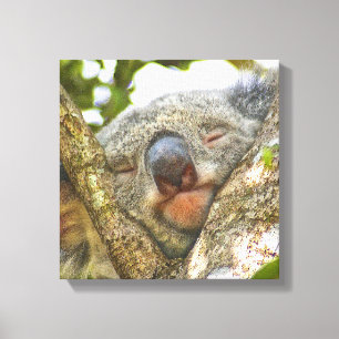 Niedlicher Koala-Bär Wrapped Canvas Leinwanddruck