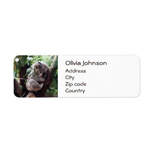 Niedlicher Koala-Bär zum Entspannen in einem Baum