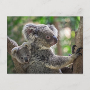 Niedlicher Koala Bear & Cub Australisches Tier Postkarte