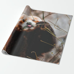 NIEDLICHER KOALA BEAR GESCHENKPAPIER