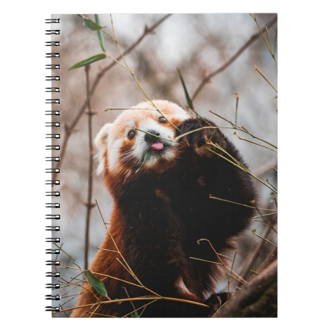NIEDLICHER KOALA BEAR NOTIZBLOCK (Vorderseite)