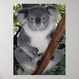 NIEDLICHER KOALA BEAR POSTER