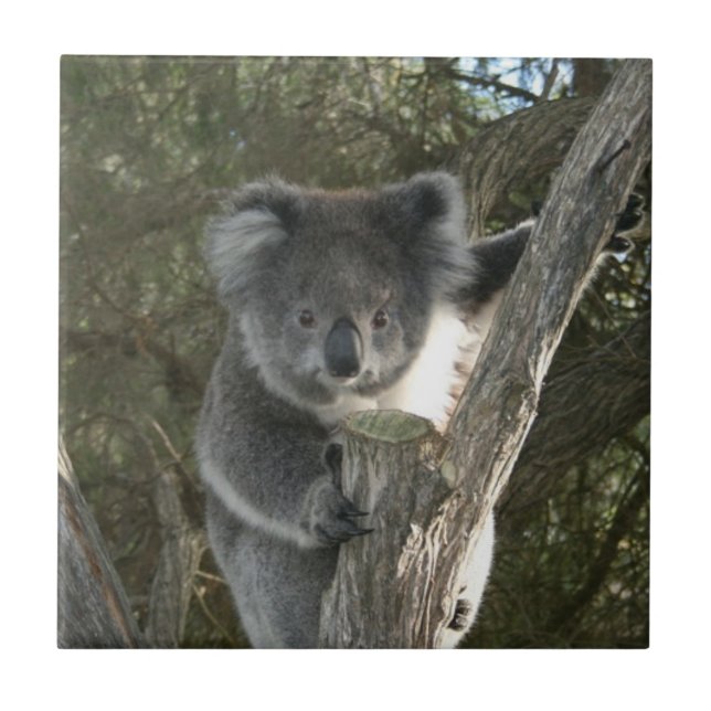 Niedlicher Koala, der einen Baum klettert Fliese (Vorderseite)