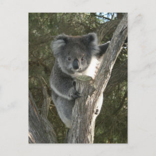 Niedlicher Koala Klettergarten Postkarte