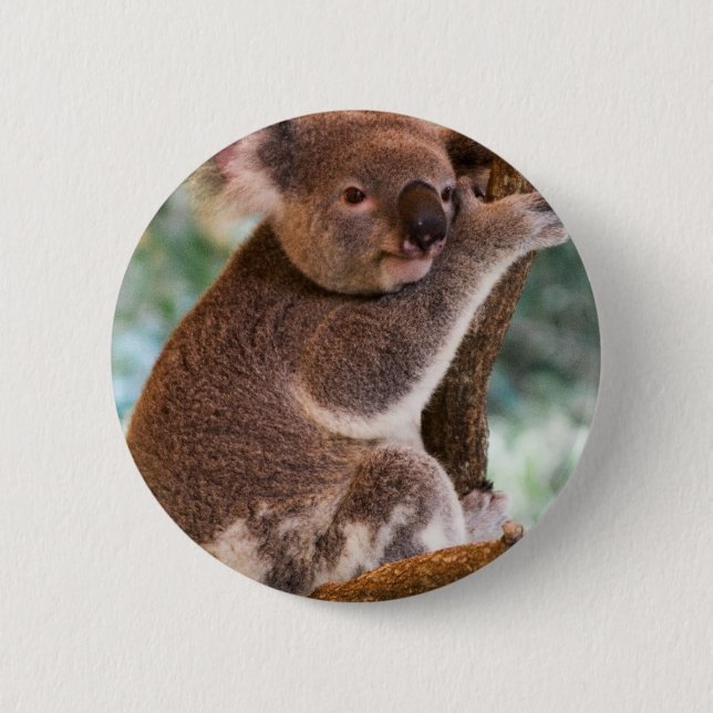 Niedlicher Koala-Knopf Button (Vorderseite)