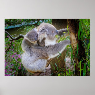 Niedlicher Koalabär mit Mama in einem Baum Poster