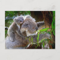Niedlicher Koalabär mit Mama in einem Baum