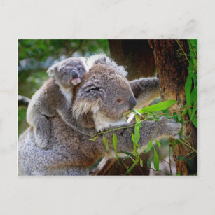 Niedlicher Koalabär mit Mama in einem Baum Postkarte