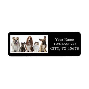 niedlicher kurzer Haarkatzenfreund Basset-Hundshun