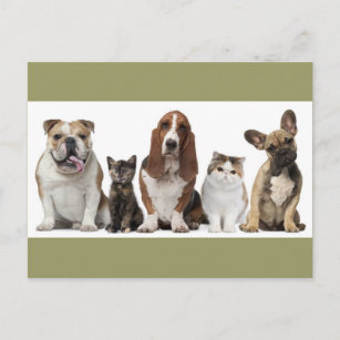 niedlicher kurzer Haarkatzenfreund Basset-Hundshun Postkarte