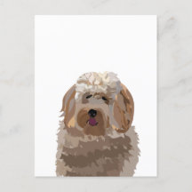 Niedlicher Labradoodle-Hund
