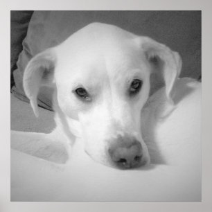 Niedlicher Labrador Mix auf Couch Grau Post sitzen Poster