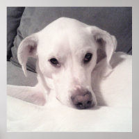 Niedlicher Labrador Mix auf Couch Grau sitzend