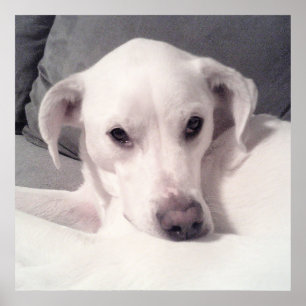 Niedlicher Labrador Mix auf Couch Grau sitzend Poster