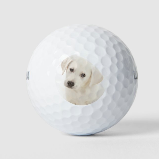 Niedlicher Labrador Retriever Welpe Golfball (Vorderseite)