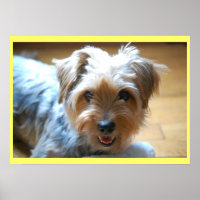 Niedlicher lachender Yorkie Welpenhund Yorkshire T