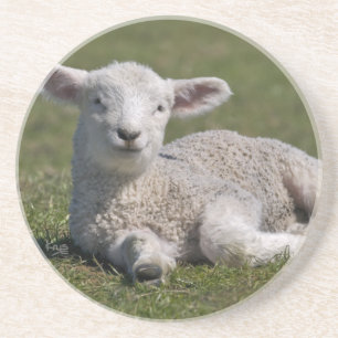 Niedlicher Lamm-Untersetzer Getränkeuntersetzer