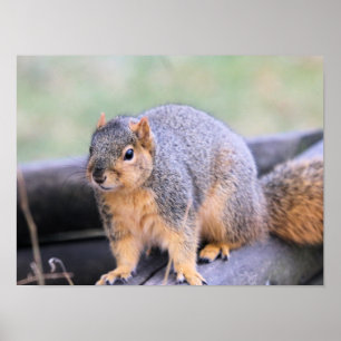 Niedlicher Landsmann Poster