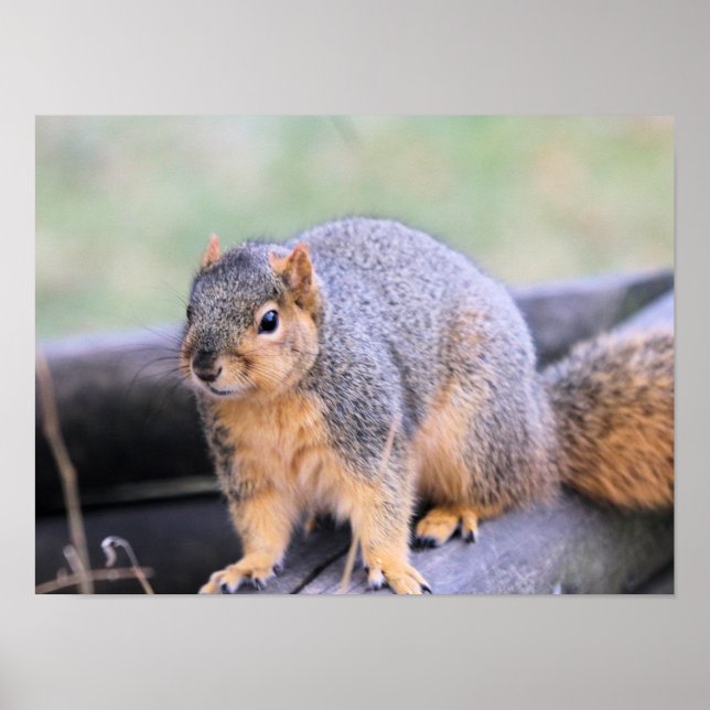 Niedlicher Landsmann Poster (Vorne)