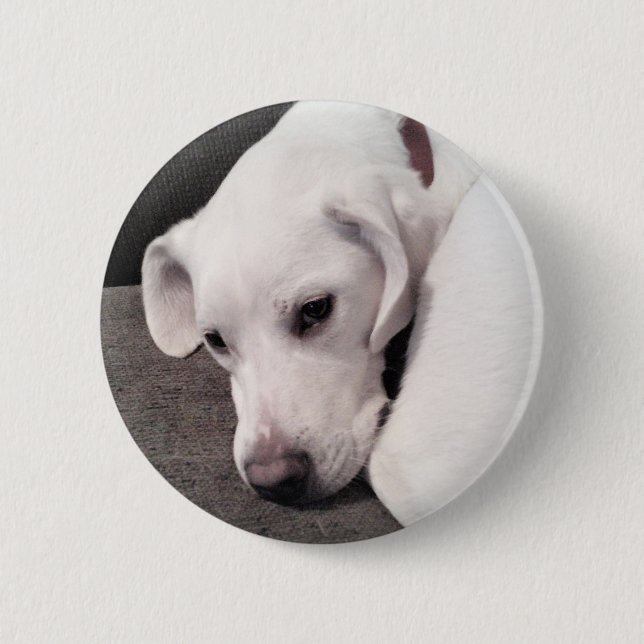 Niedlicher Lazy White Labrador Retriever Mix Dog B Button (Vorderseite)