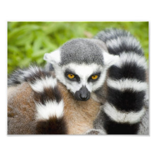 Niedlicher Lemur Stripey Schwanz Fotodruck