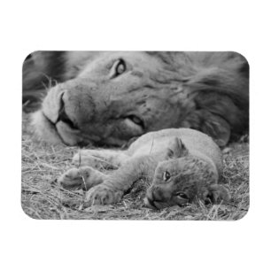 Niedlicher Löwe CUB, das beim Vater liegt Magnet