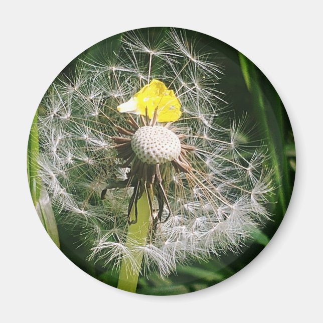 Niedlicher Löwenzahn Magnet (Vorne)
