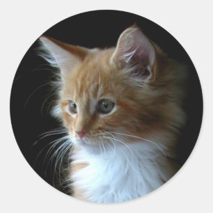Niedlicher Maine Coon Kitten Aufkleber