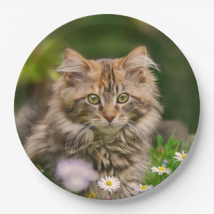 Niedlicher Maine Coon Kitten Cat in einem Party de Pappteller
