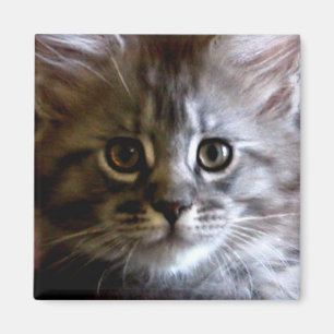 Niedlicher Maine Coon Kitten Face-Magnet Magnet