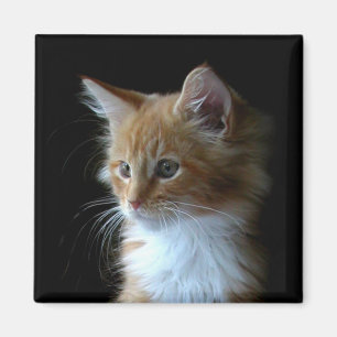 Niedlicher Maine Coon Kitten-Magnet Magnet
