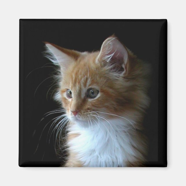 Niedlicher Maine Coon Kitten-Magnet Magnet (Vorne)