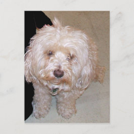 Niedlicher maltesischer Hund Postkarte