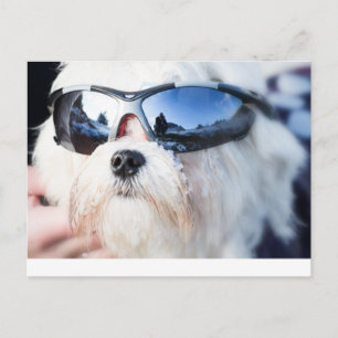 Niedlicher maltesischer Hund Postkarte