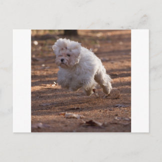 Niedlicher maltesischer Hund Postkarte