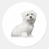 Niedlicher maltesischer Hund sitzender Welpe