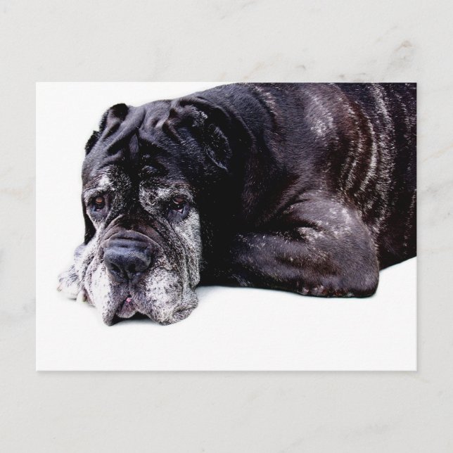 Niedlicher Mastiff Postkarte (Vorderseite)