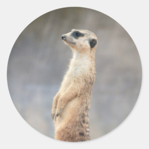 Niedlicher Meerkat Aufkleber