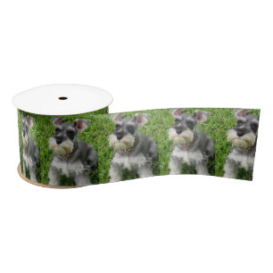 Niedlicher Mini-Schnauzer auf Grassohle Satinband