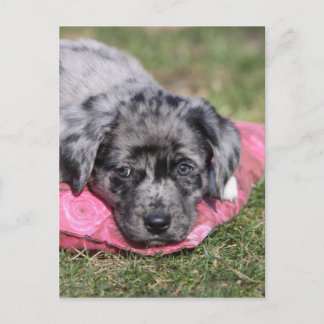 Niedlicher Mischling-Welpe Postkarte