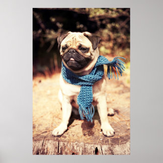 Niedlicher Mops Dog Portrait mit blauem Scarf Poster