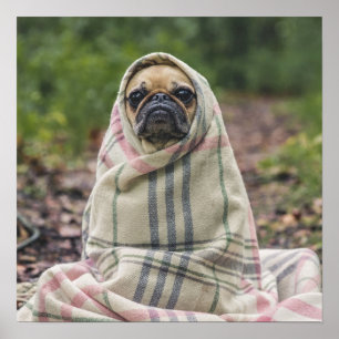 Niedlicher Mops Nah-Up-Poster Poster