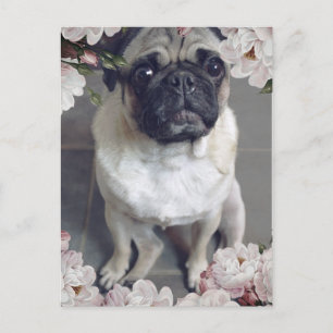 Niedlicher Mops Postkarte